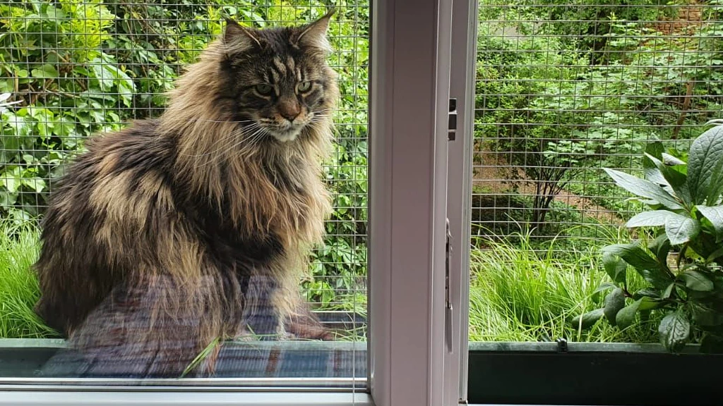 Der wunderschöne Main Coon-Kater "Ranger" ist letzte Woche nicht mehr nachhause gekommen. 
