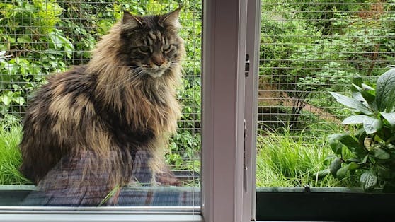 Der wunderschöne Main Coon-Katzr "Sarah" ist letzte Woche nicht mehr nachhause gekommen.