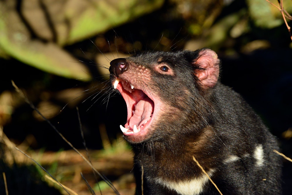 Das bedrohte Beuteltier hat eine ebenfalls bedrohte Art vollständig ausgerottet. 