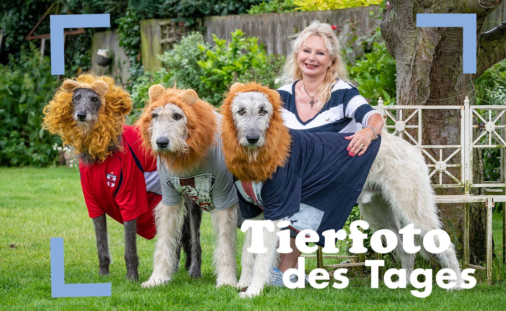 Alle im EM-Fieber! Um das englische EM-Team zu unterstützen, verkleidete Julie Grimwood ihre drei Hunde als "three Lions". 