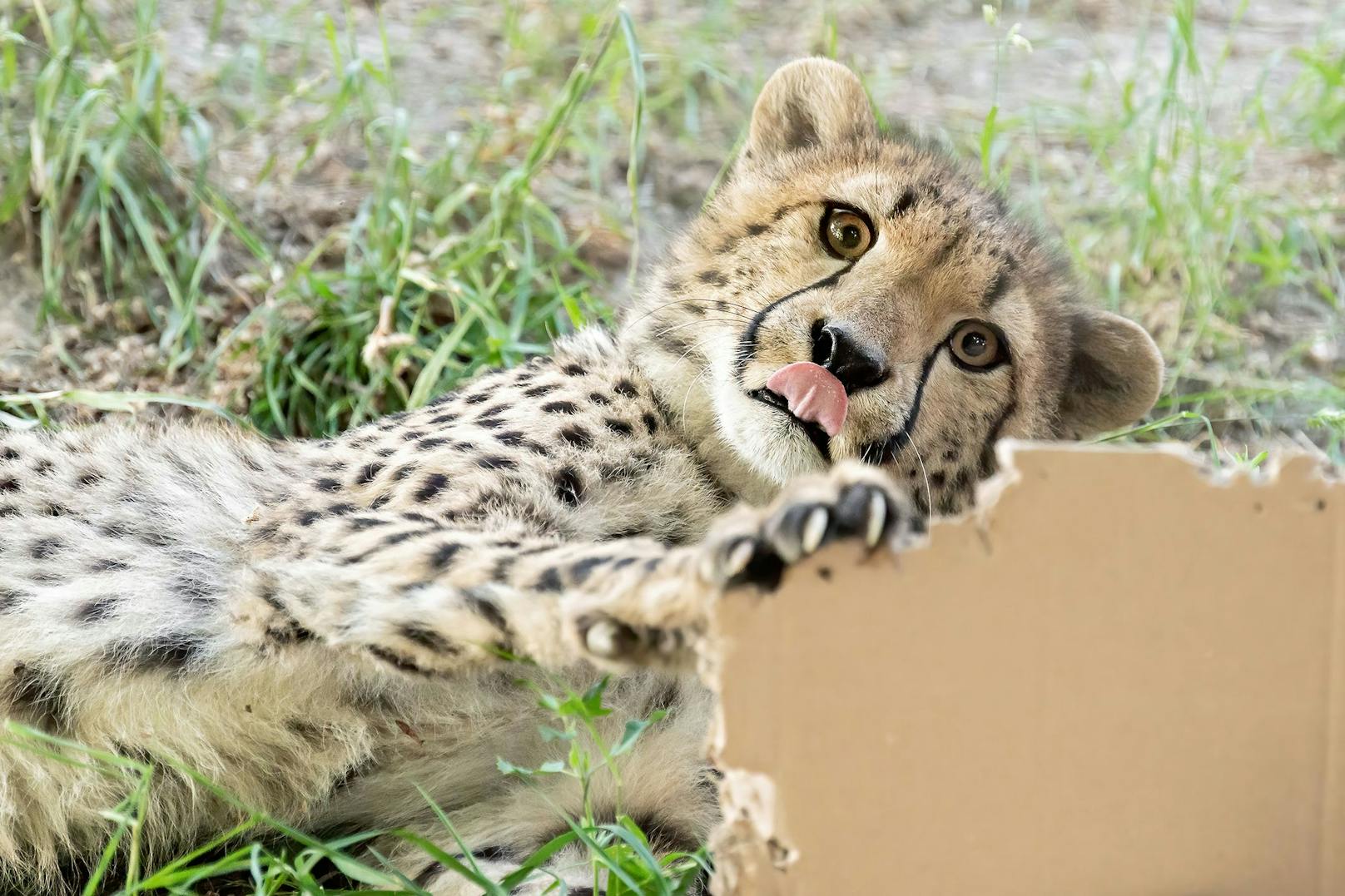 Geparden-Vierlinge bekommen Kartons zum 1. Geburtstag