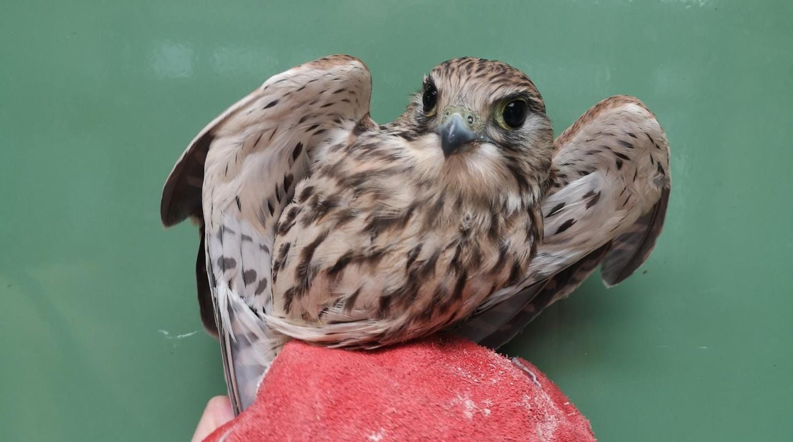 Falke "Falco" im Flug von Pkw erfasst