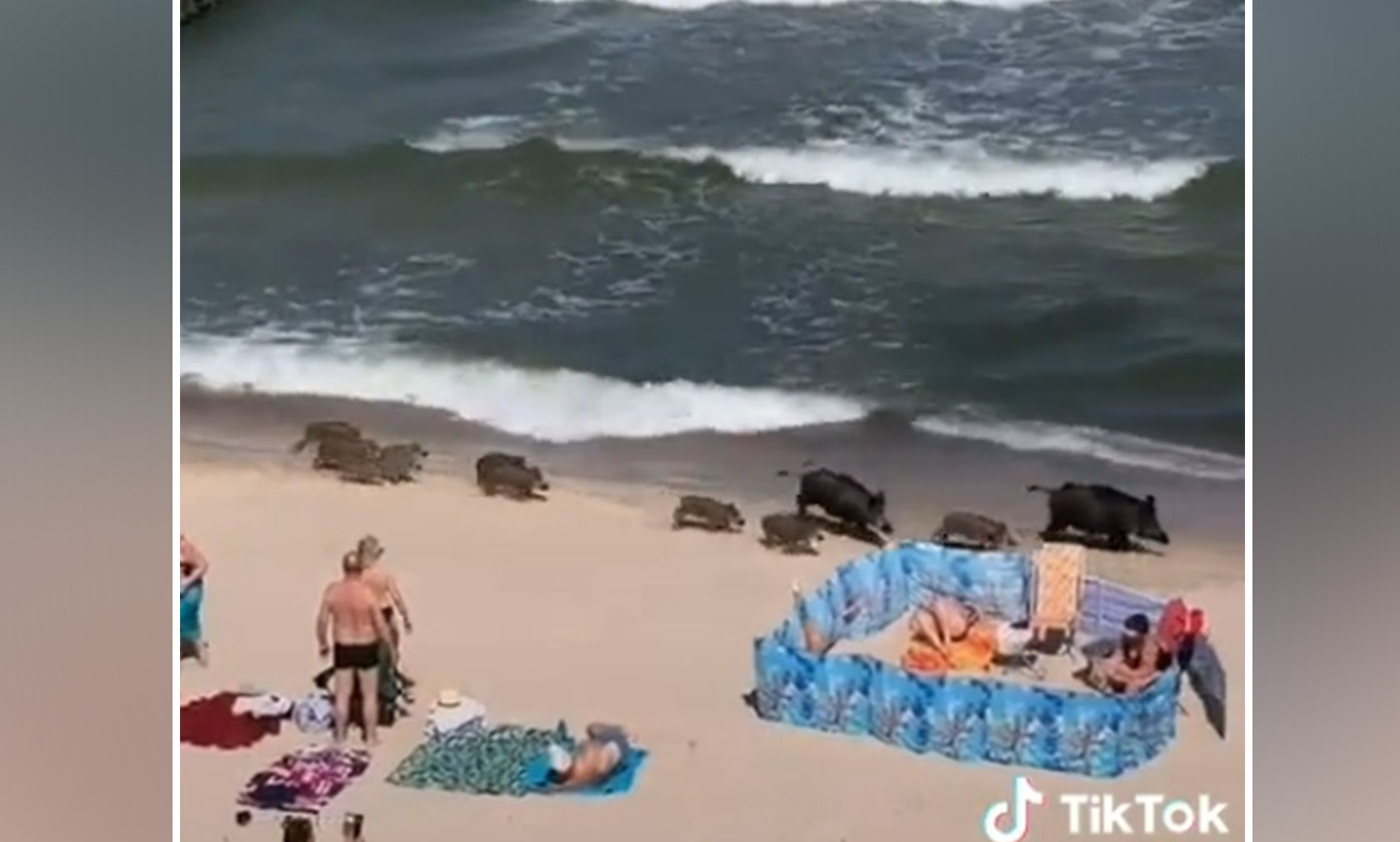 Auf einem Ostsee-Strand wolte sich wohl eine komplette Wildschwein-Rotte abkühlen. 