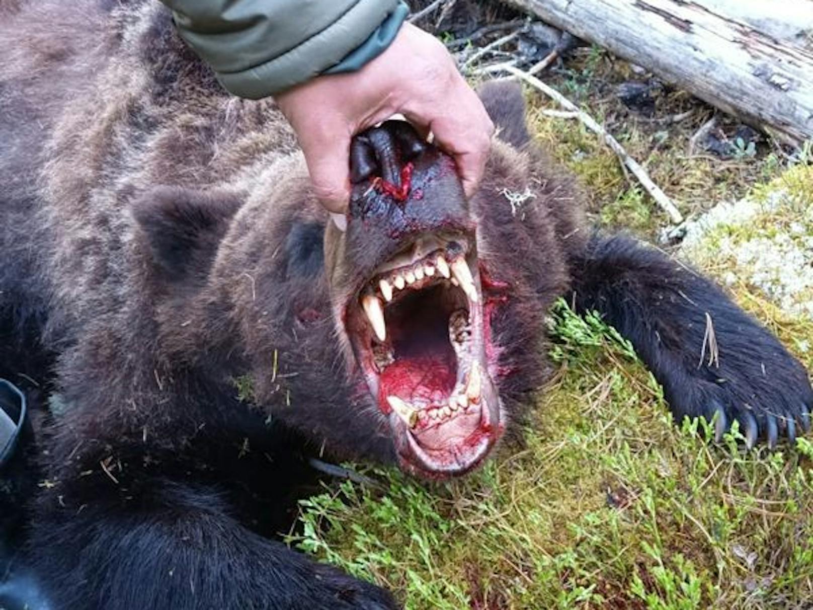 Der Bär wurde später vom Personal des Naturparks erschossen.