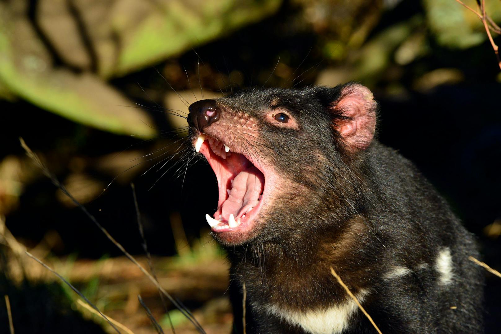 Tasmanische Teufel galten lange Zeit akut vorm Aussterben bedroht. 