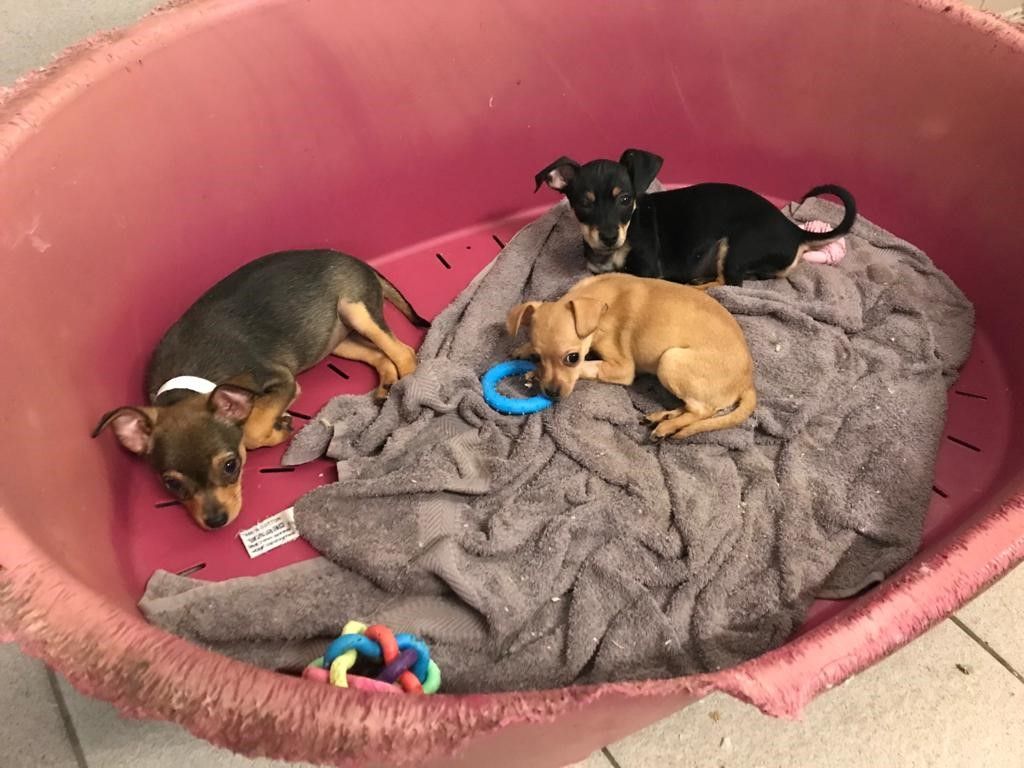 Die Schmuggel-Welpen bereiten den Mitarbeitern Sorgen.