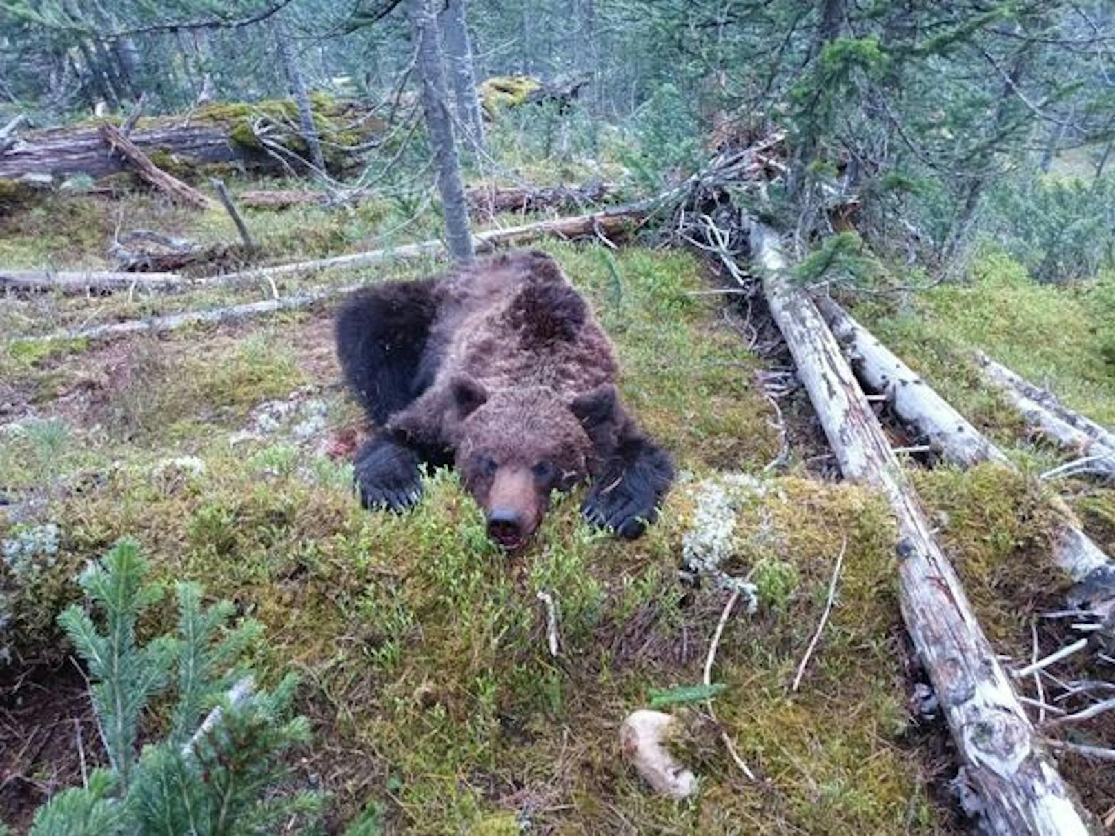 Ein wilder Bär hat in einem russischen Naturpark eine Besuchergruppe angegriffen und einen 16-Jährigen tödlich verletzt.