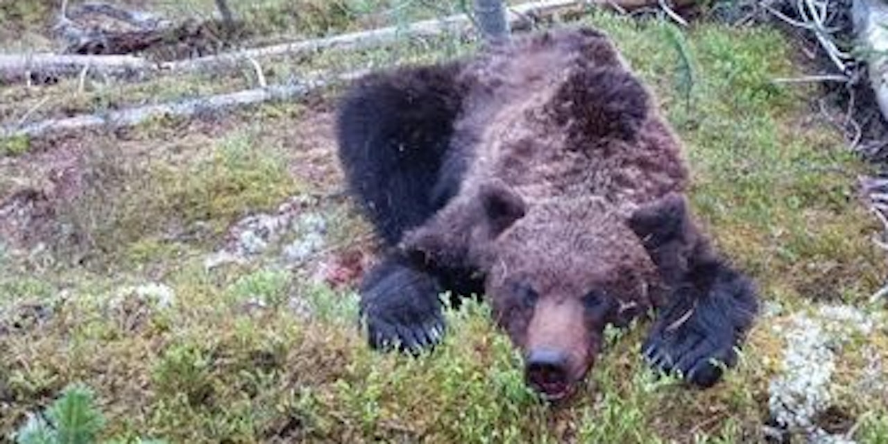 Wilder Bär Attackiert Touristen Und Tötet 16 Jährigen Heuteat 100148614 Diashow