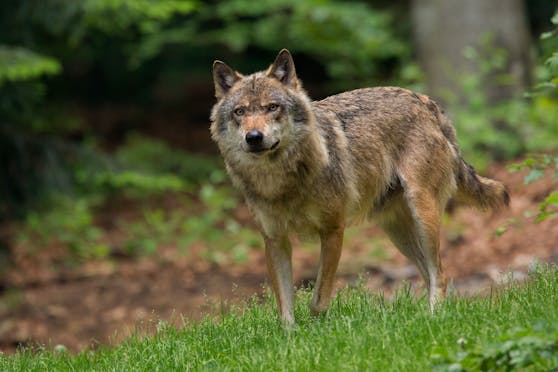 Ein Lkw dürfte den rund 20 Kilo schweren Wolf überfahren haben (Symbolfoto).