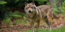 20-Kilo-Wolf auf A10 bei Villach überfahren und getötet