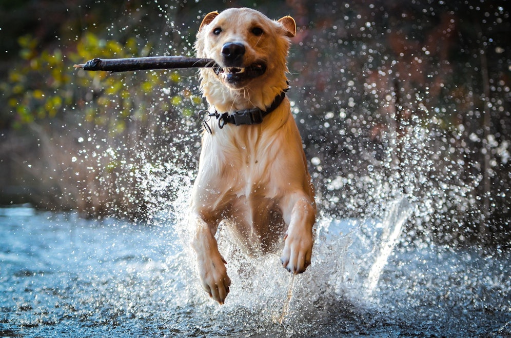Hitzezeit ist Badezeit. Doch die Hitze birgt auch Gefahren im Wasser. 