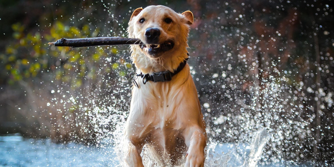 Giftig für den Hund! Hitze begünstigt Blaualgen Haustiere heute.at