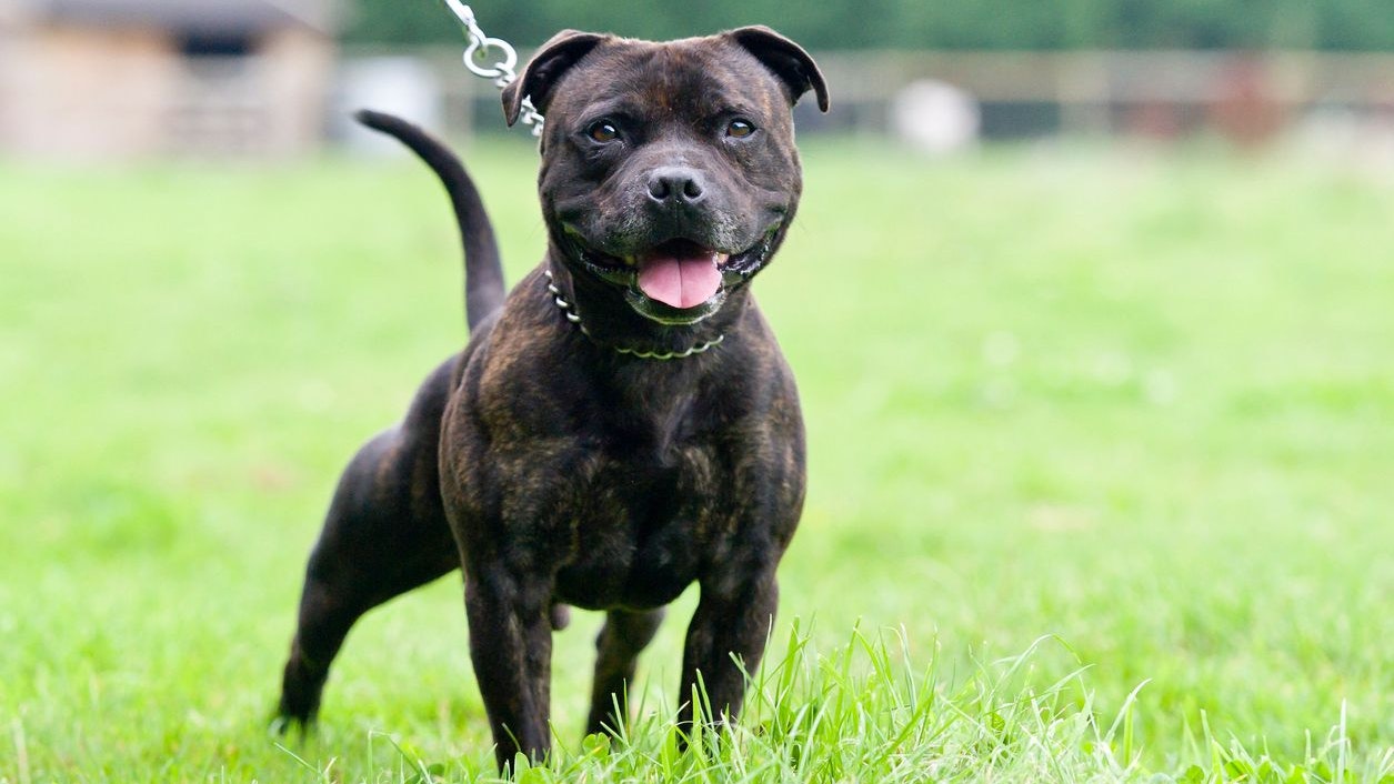 Staffordshire Bull TerrBei dem Hund dürfte es sich um einen  "American Bulldog" oder "Staffordshire Bullterrier" gehandelt haben.. ier