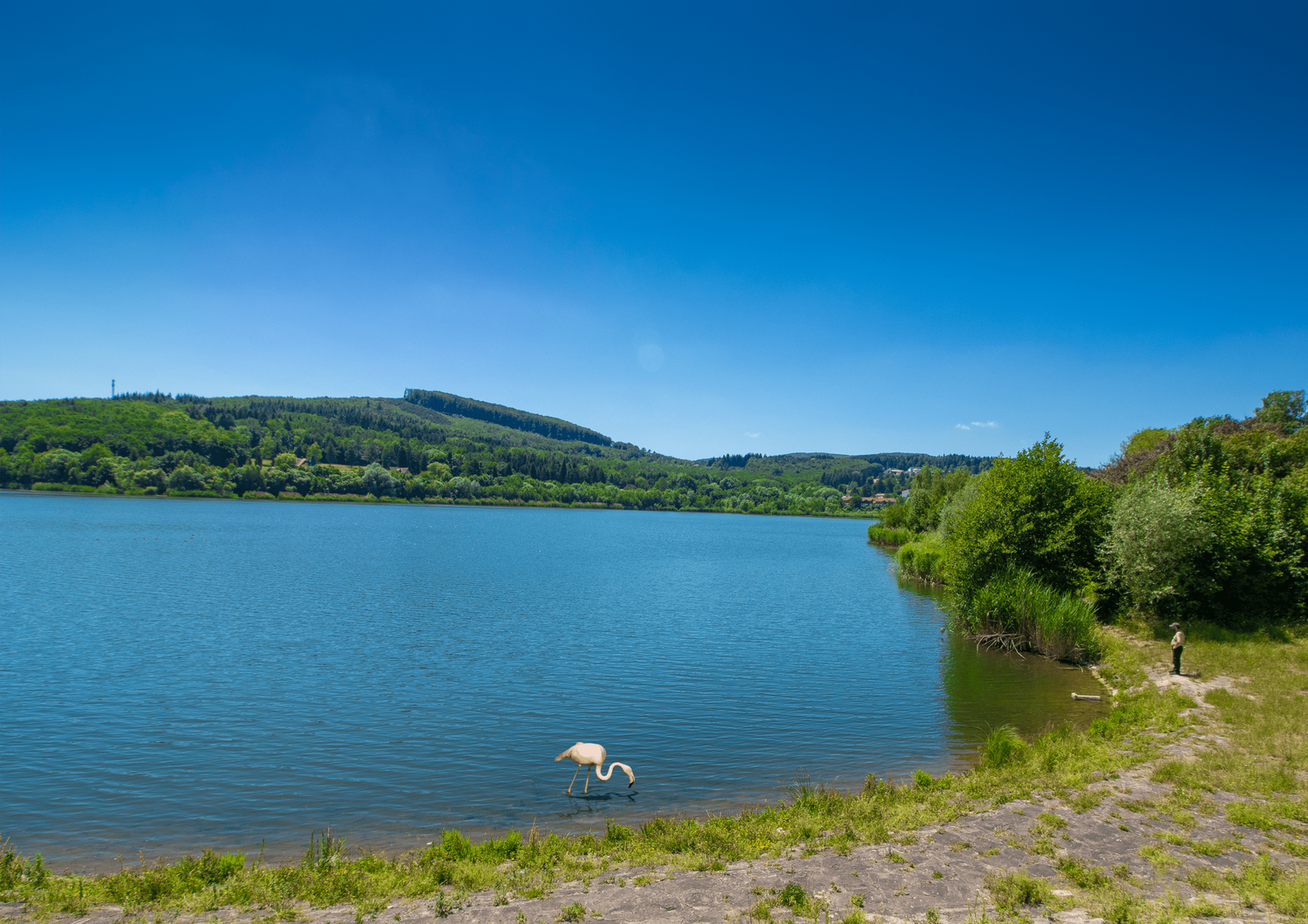 Optische Täuschung oder steht da echt ein Flamingo im Wienerwaldsee?