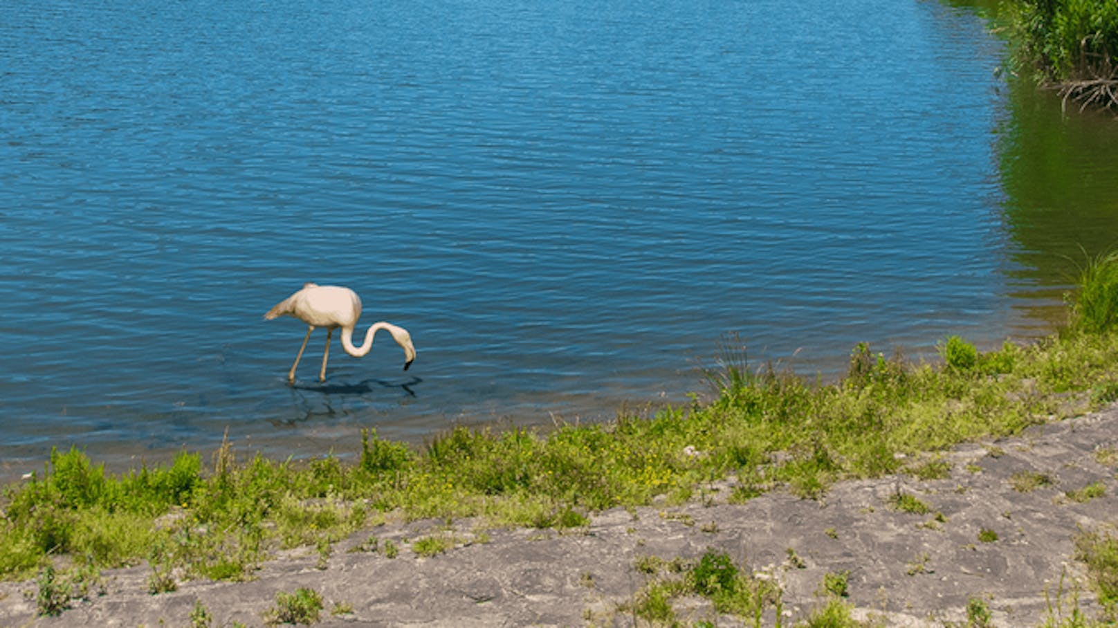 Optische Täuschung oder steht da echt ein Flamingo im Wienerwaldsee?