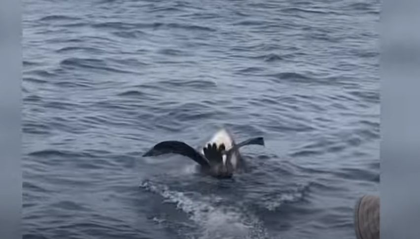 Der Vogel hatte bei der Hai-Attacke keine Chance