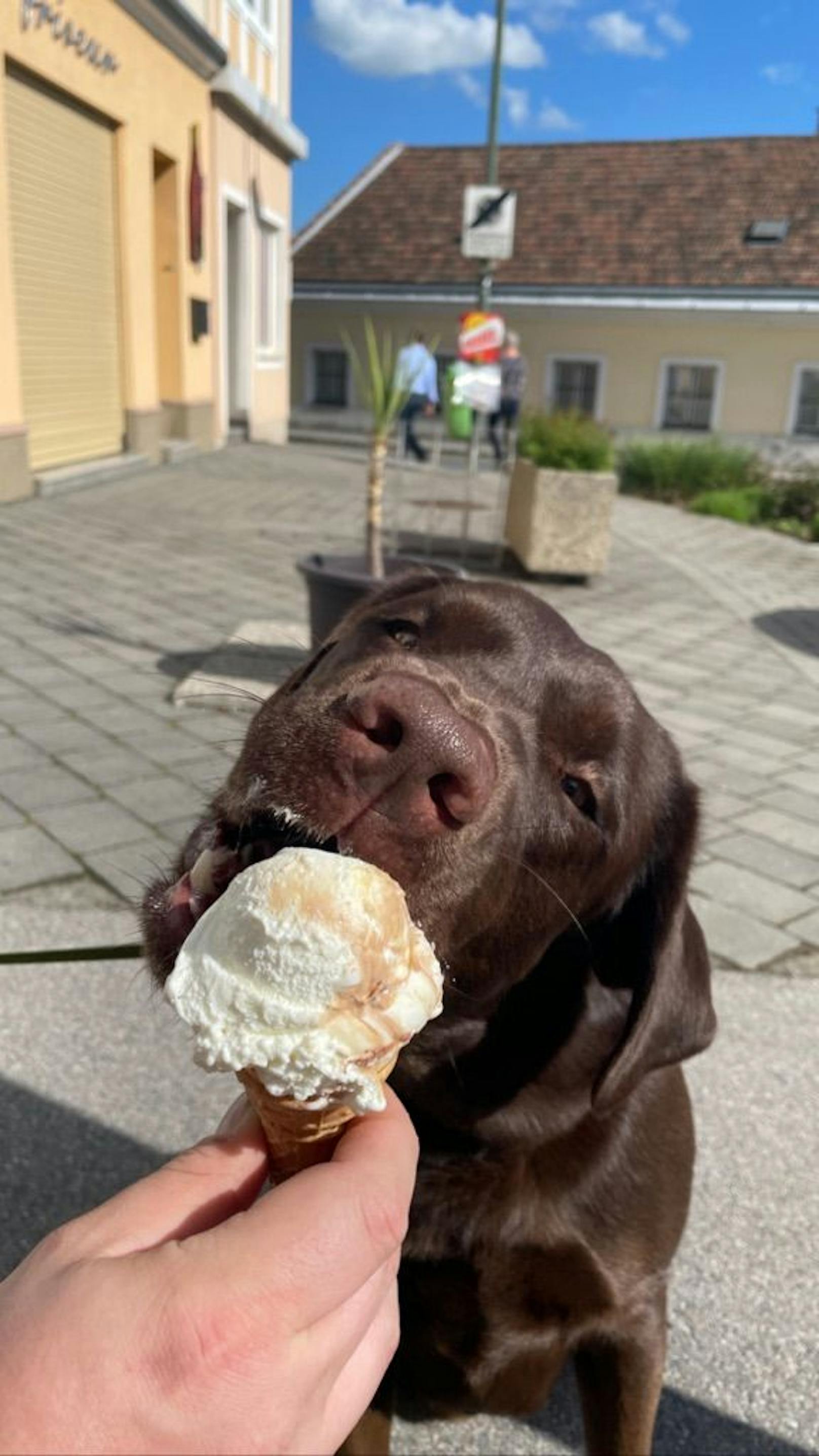 Dieser Labrador genießt das leckere Eis sichtlich. 