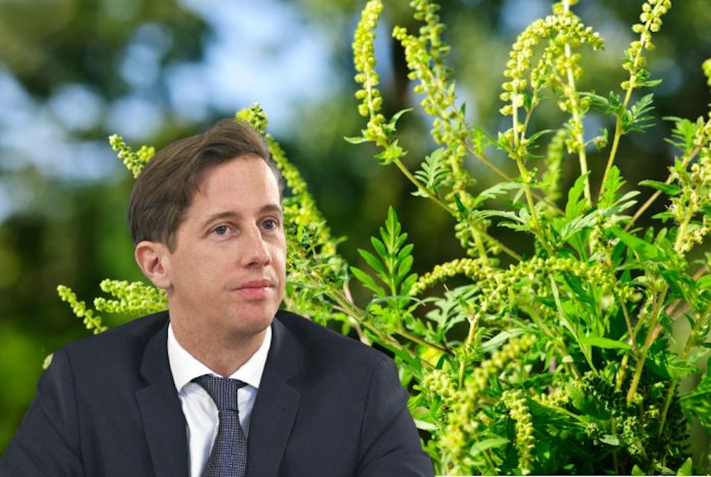 Teufel mit Ragweed im Hintergrund.