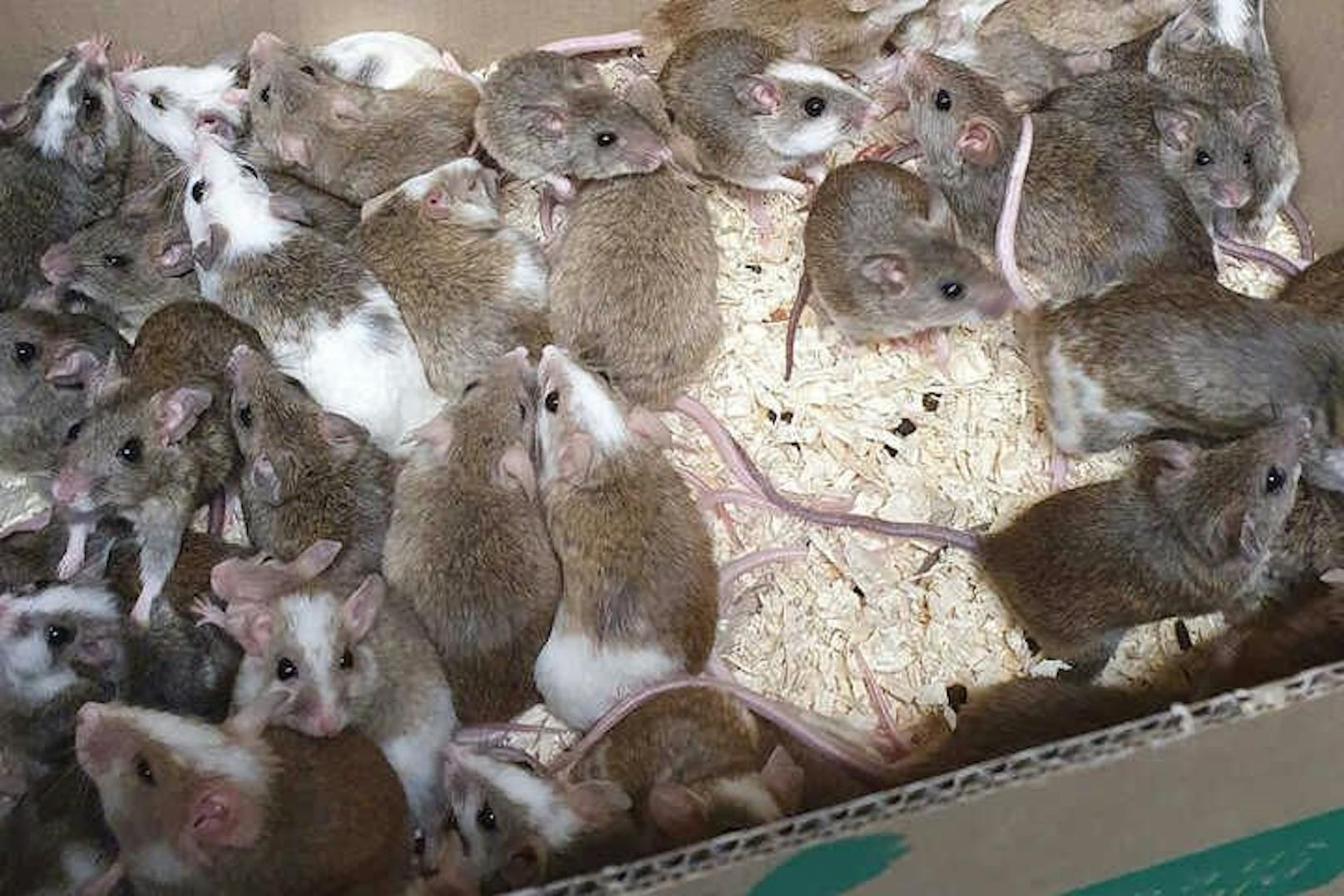 Etwa 35 Mäuse und vier Ratten wuselten in dem Karton umher. 