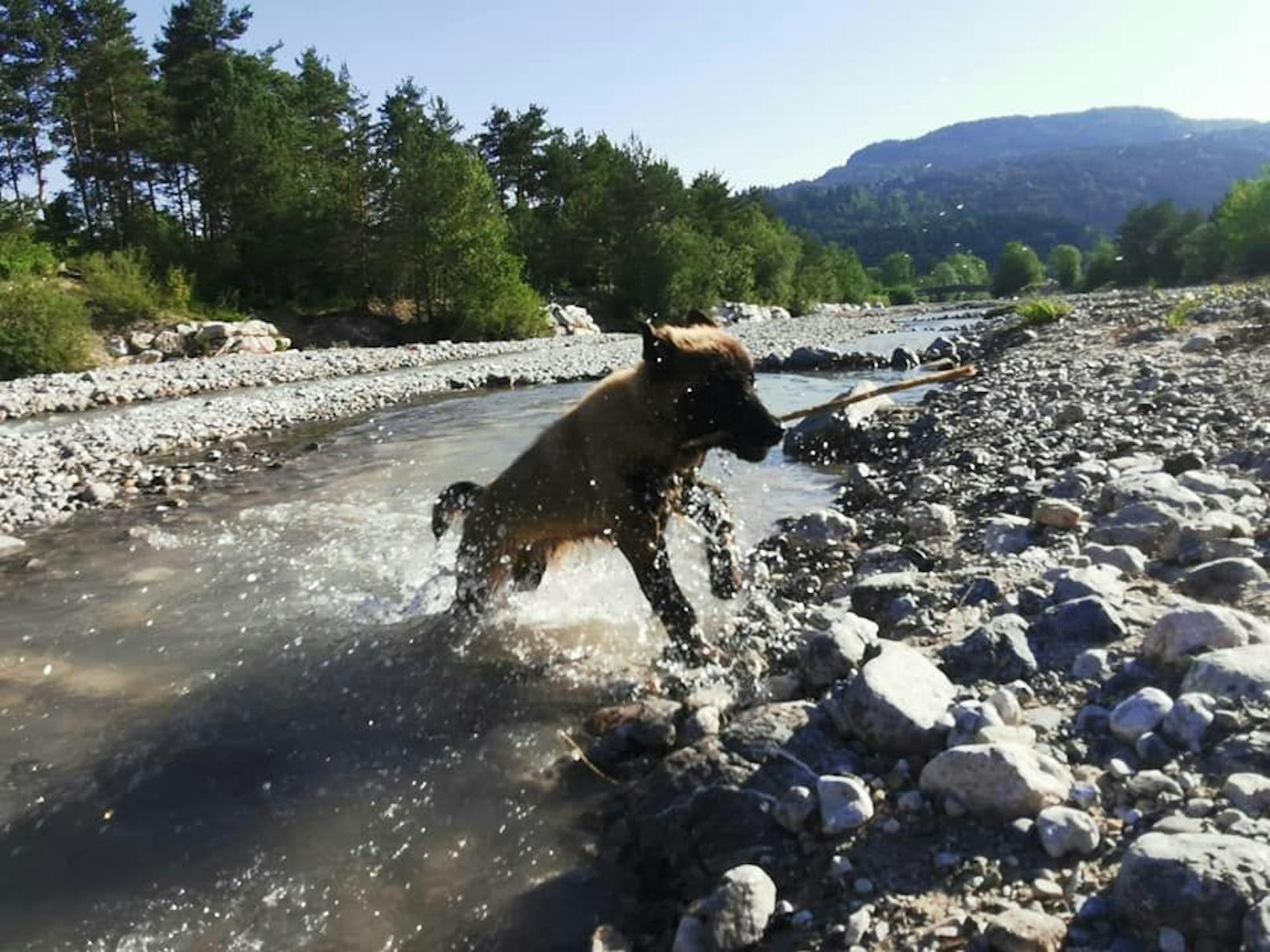 Der Belgische Schäferhund liebt das Wasser.