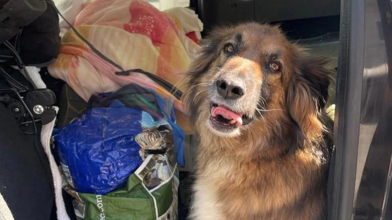 Hund starb in Auto fast den Hitzetod. 