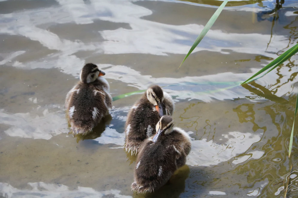 Symbolfoto von Enten im Teich.