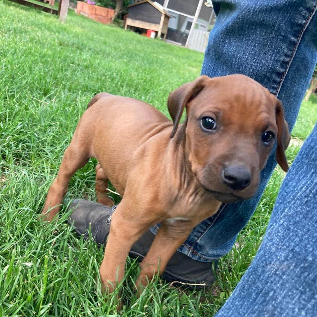 Der niedliche Kerl ist ein reinrassiger "Rhodesien Ridgeback". 