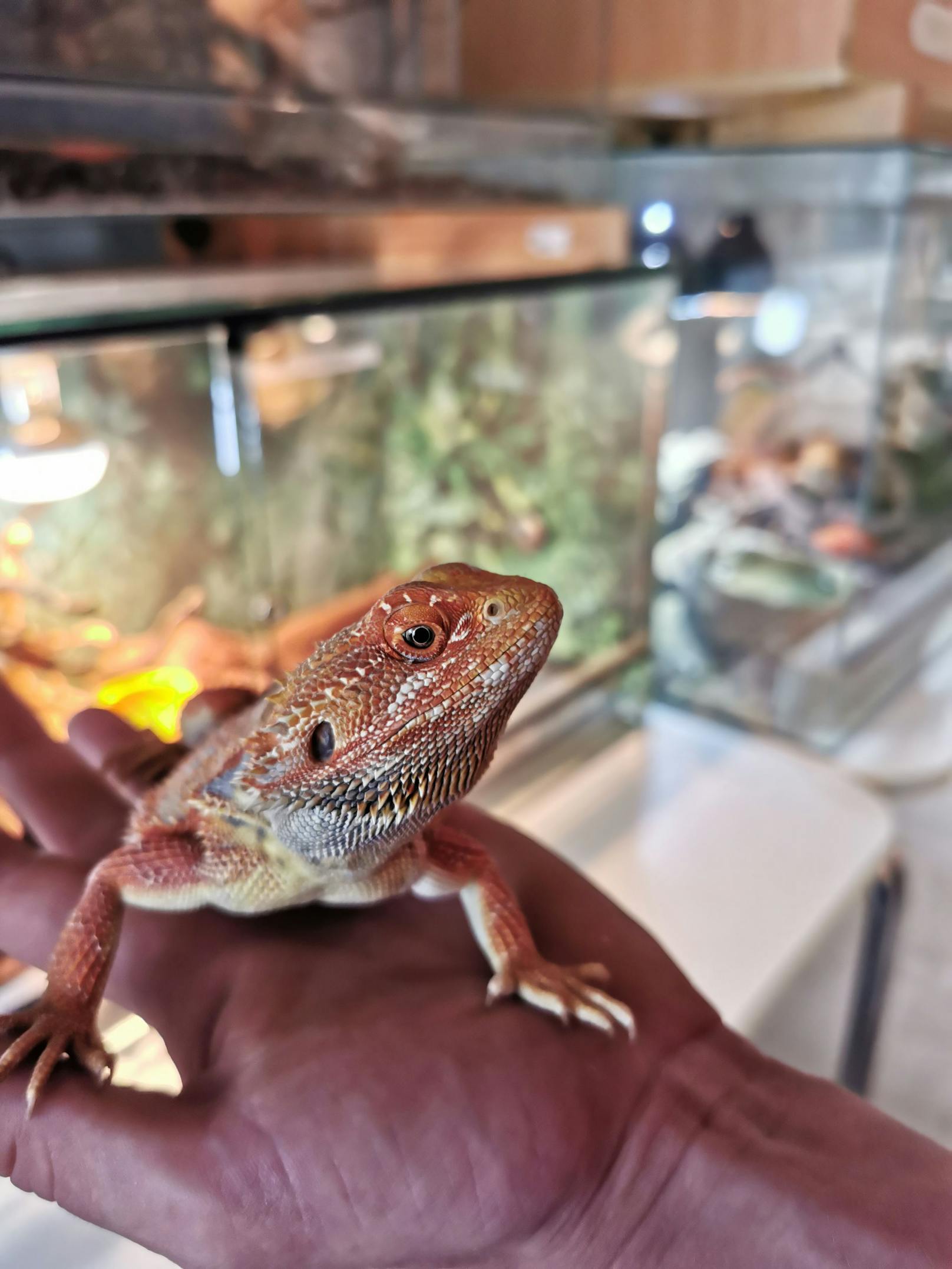 Das männliche Reptil wurde auf den Namen "Paul" getauft und erholt sich gerade im Tierschutzhaus Vösendorf. 