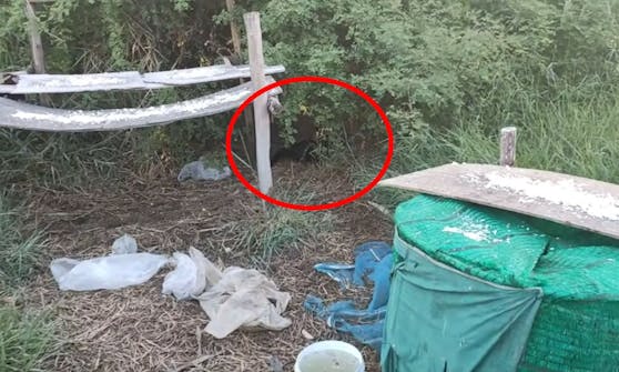 Der Python zog das Kätzchen schon fest umschlungen ins Gebüsch...