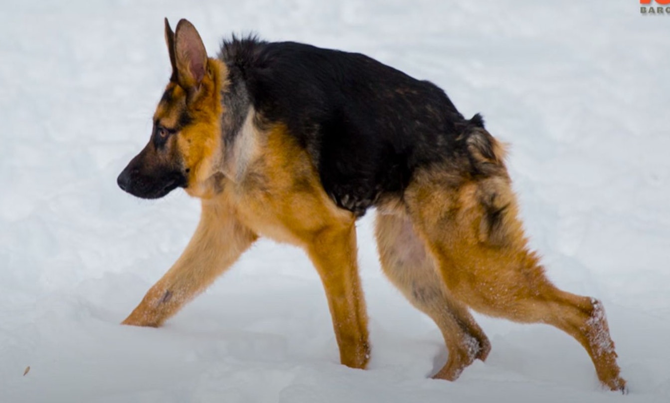 Nein, hier wurde nicht mit Photoshop nachgeholfen. "Quasimodo" leidet an dem "Short spine syndrom". 