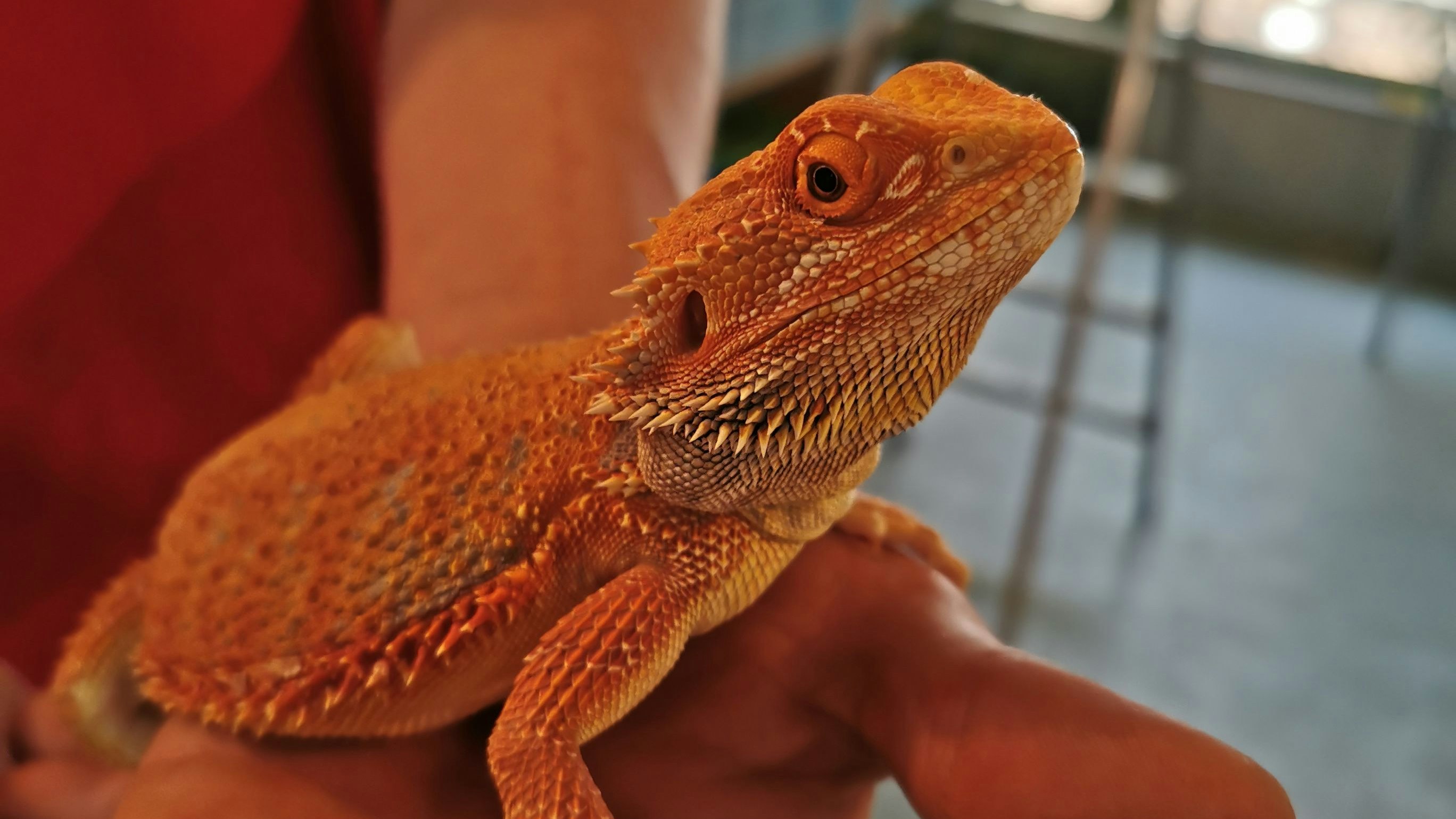 Diese männliche Bartagame wurde im Draschepark (Wien-Leasing) in einem Gebüsch entdeckt. 