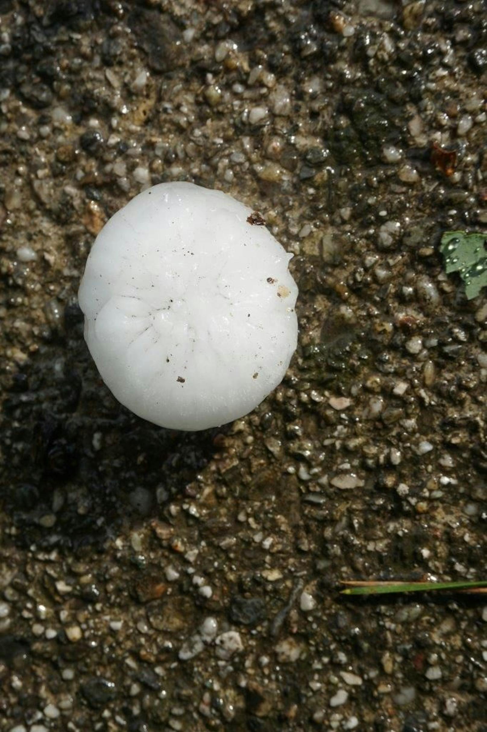 Mächtige Hagel-Gewitter zog am 24. Juni 2021 über die Region um Puchberg am Schneeberg. Die Hagelkörner erreichten beinahe fünf Zentimeter Durchmesser.