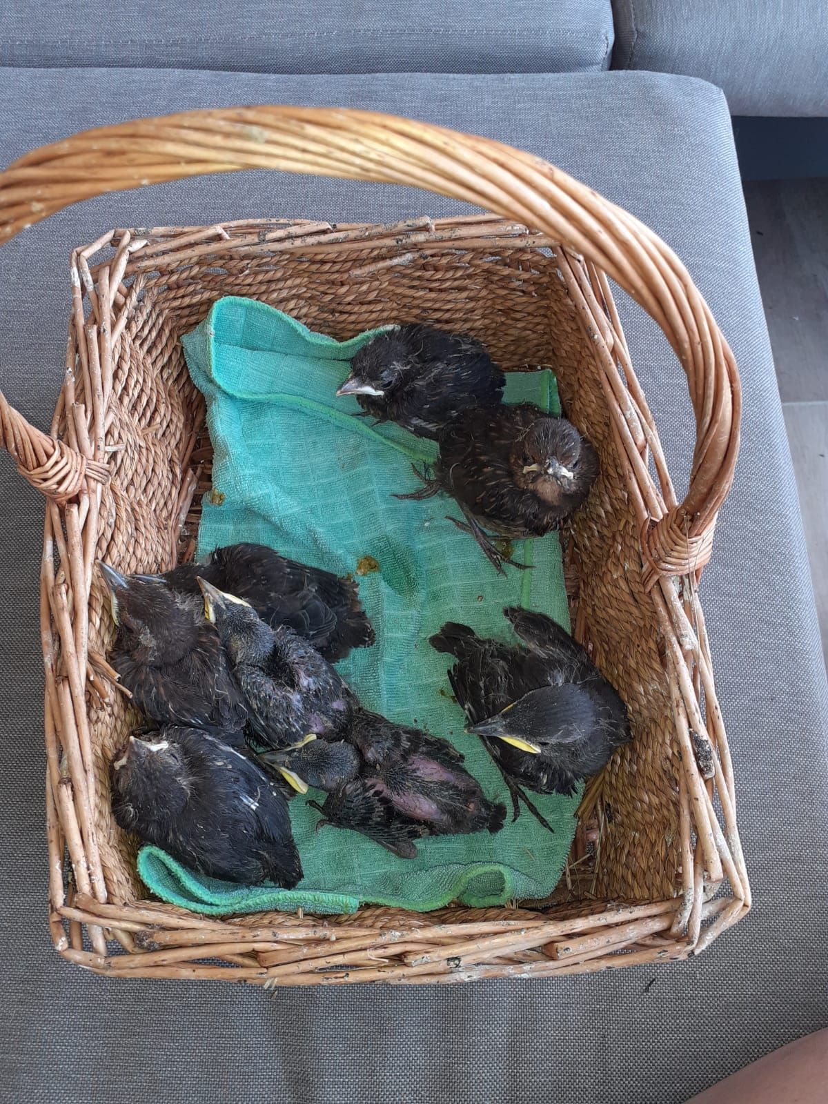 Die Nestlinge irrten allesamt völlig verzweifelt am Boden umher, nachdem sie die Hagelstürme aus den Nestern wehten. 