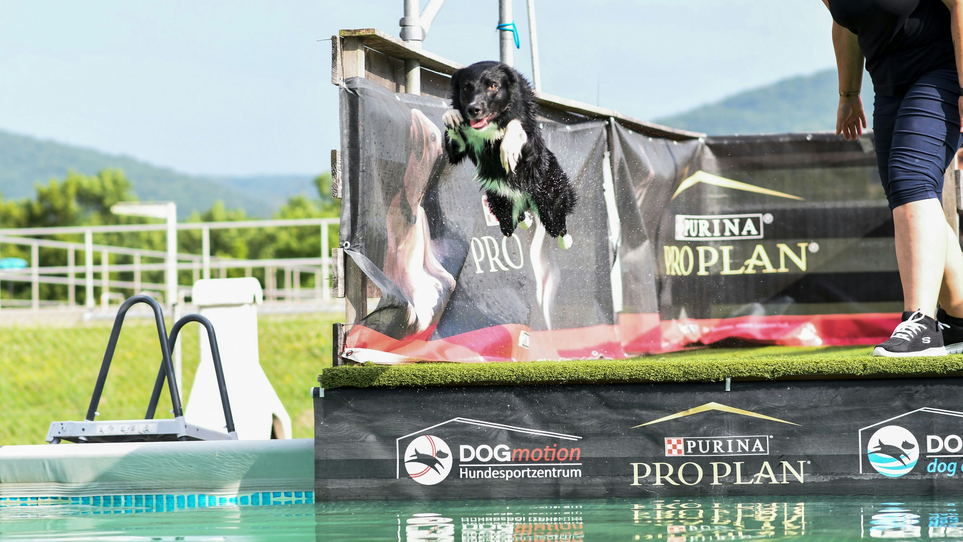 Hoch hinaus und "Platsch". Ein echter Spaß für die Wasserratten unter den Hunden: Dogdiving. 