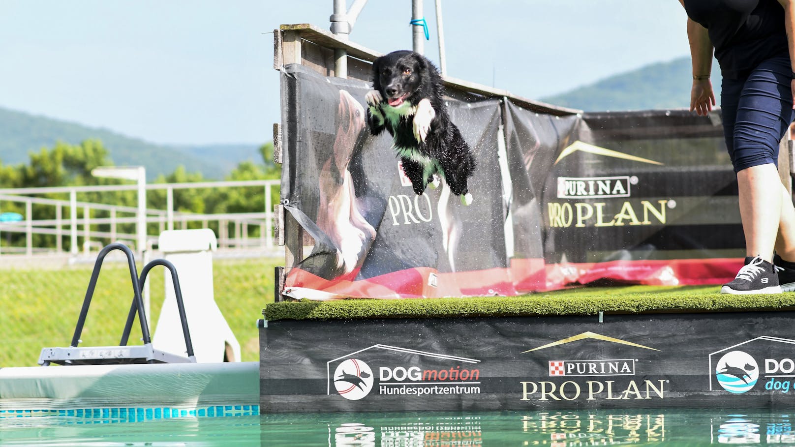 Hoch hinaus und "Platsch". Ein echter Spaß für die Wasserratten unter den Hunden: Dogdiving. 