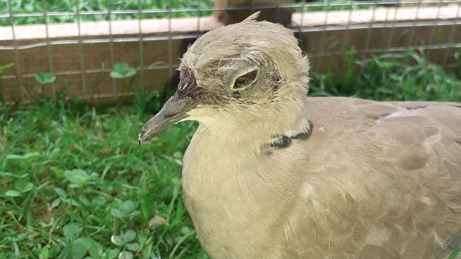 Diese kleine Türkentaube, wird vermutlich ihre Sehkraft für immer verloren haben. 