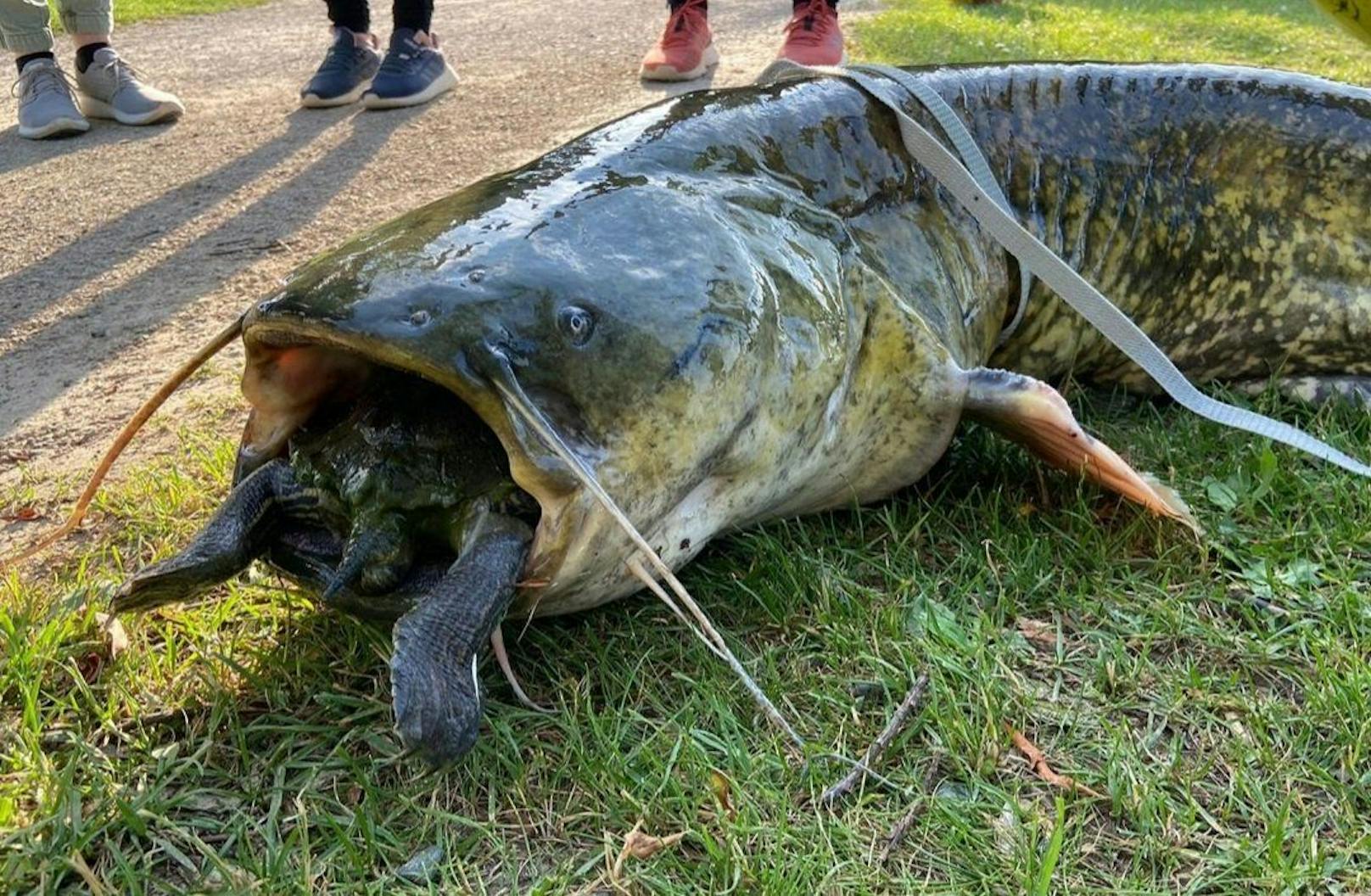 In Göttingen zogen Fischer einen Wels aus einem See, der sich an einer Schildkröte verschluckt hatte.