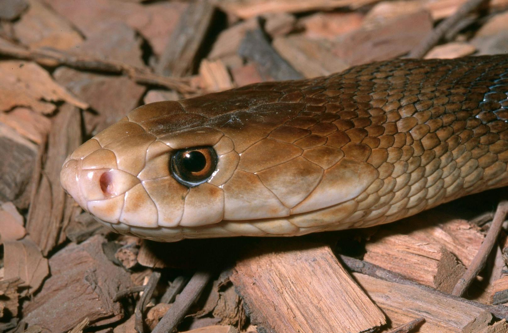 Der Taipan gilt als giftigste Schlange der Welt.