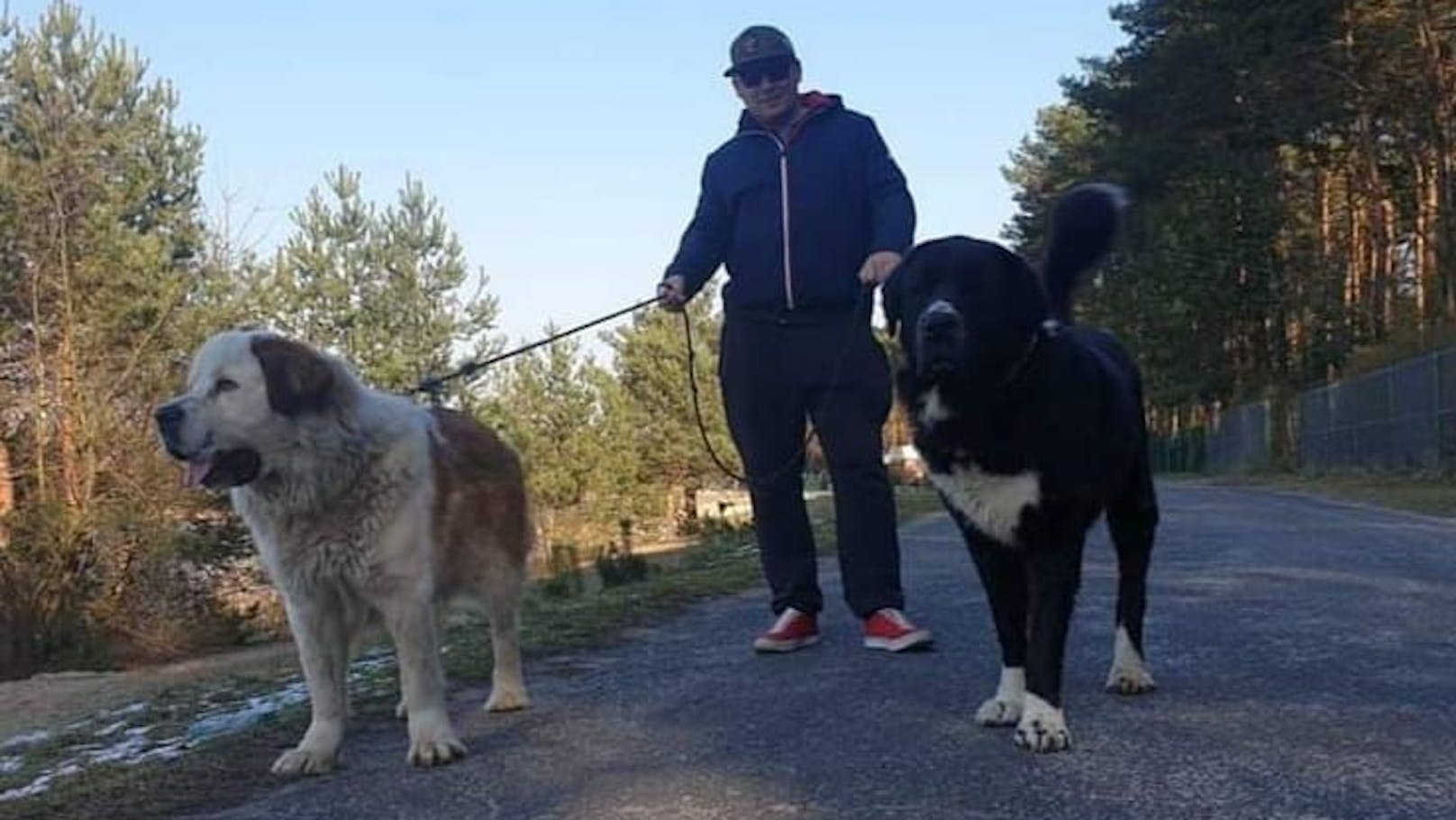 Der arme "Tosia" überlebte seinen Besuch beim Hundefriseur nicht