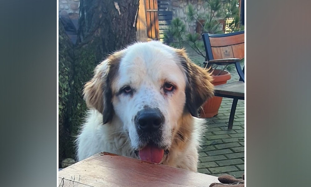 Der vierjährige Bernhardiner-Rüde sollte eigentlich nur rasiert und gekämmt werden und bezahlte das mit seinem Leben. 