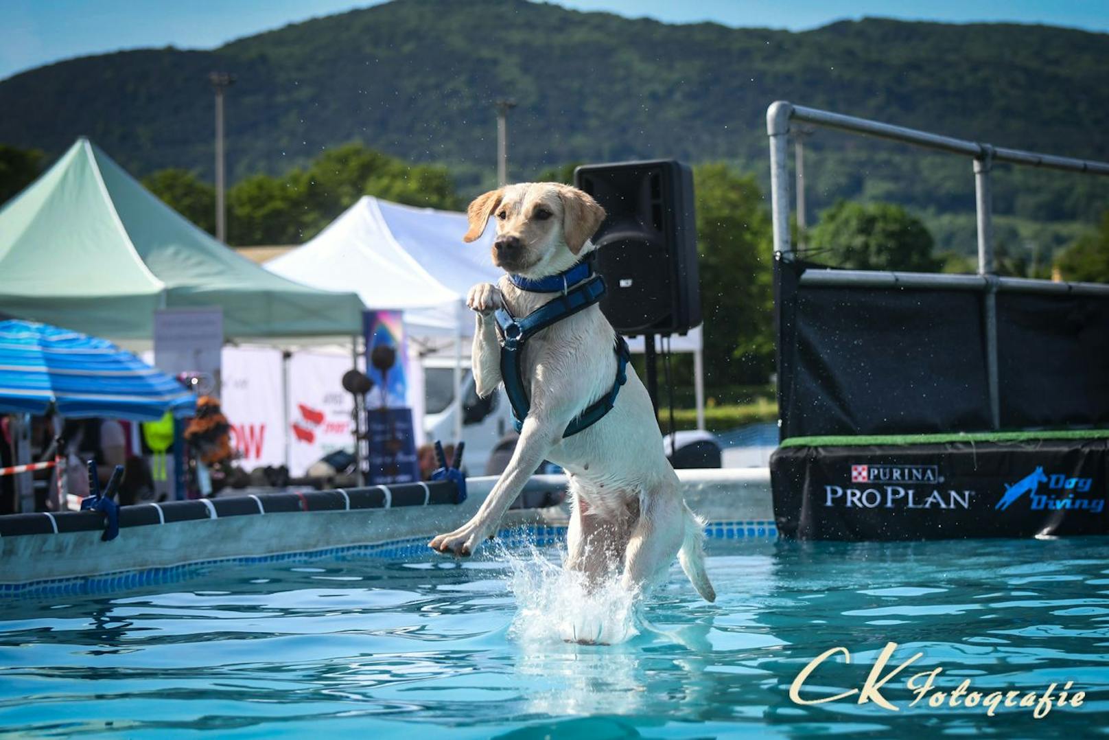 Die Wasserratten unter den Hunden lieben diesen Sport. 