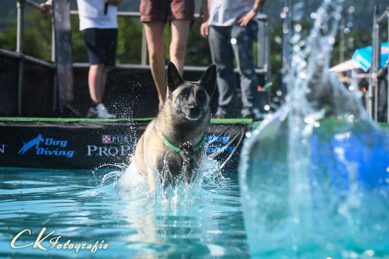 Auch der beliebte Dogdiving-Pool wird aufgestellt.