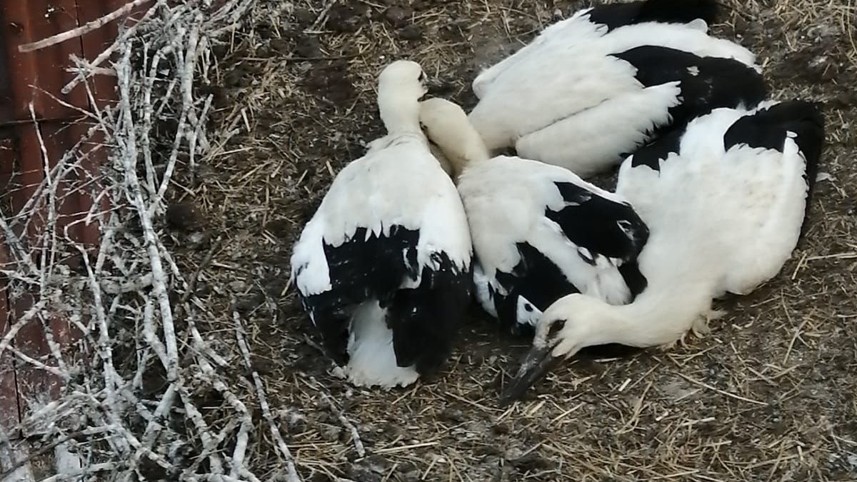 Die Storchenfamilie ist wieder glücklich vereint.