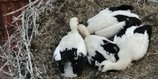 Polizei rettet aus Nest gefallenes Storchen-Küken