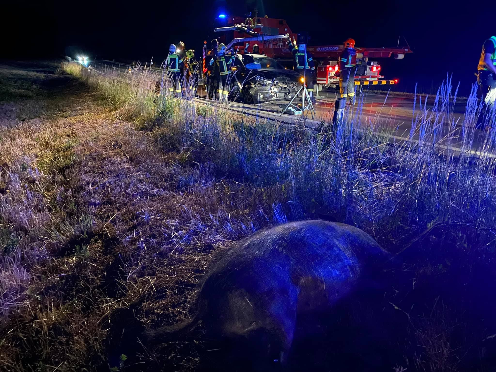 Die Wildsau starb nach dem Crash.