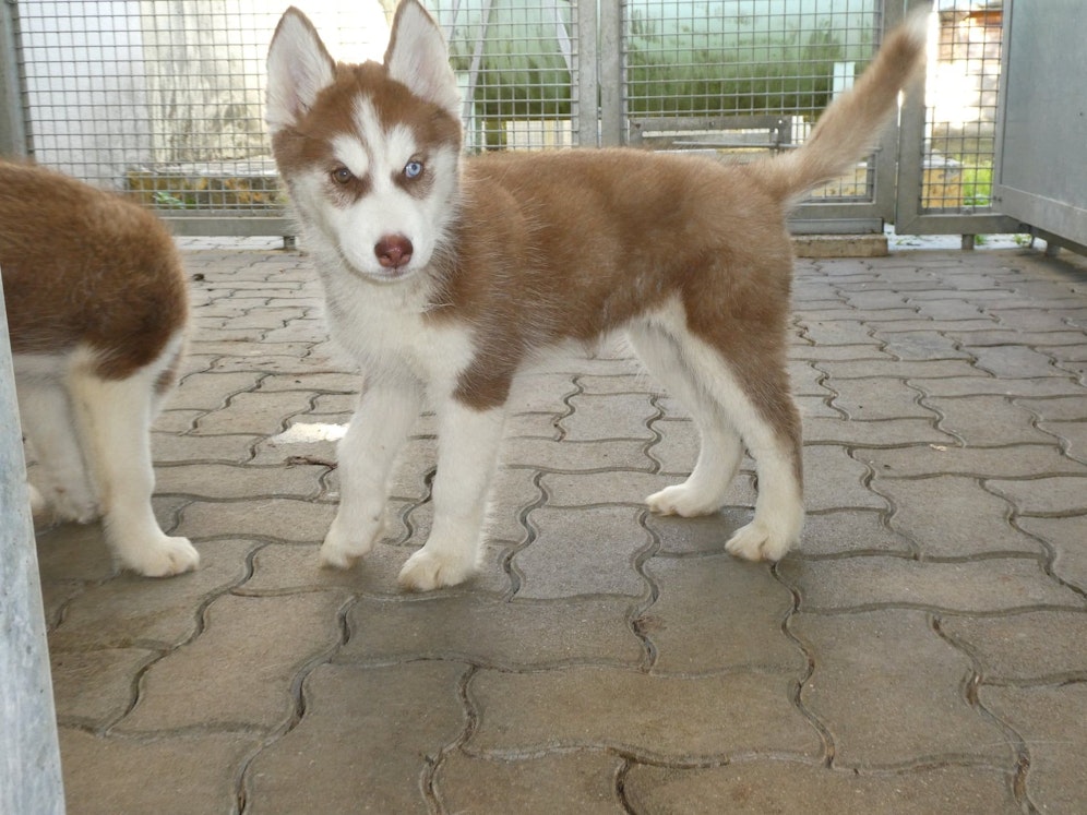 Einer der kleinen geschmuggelten Husky-Welpen.