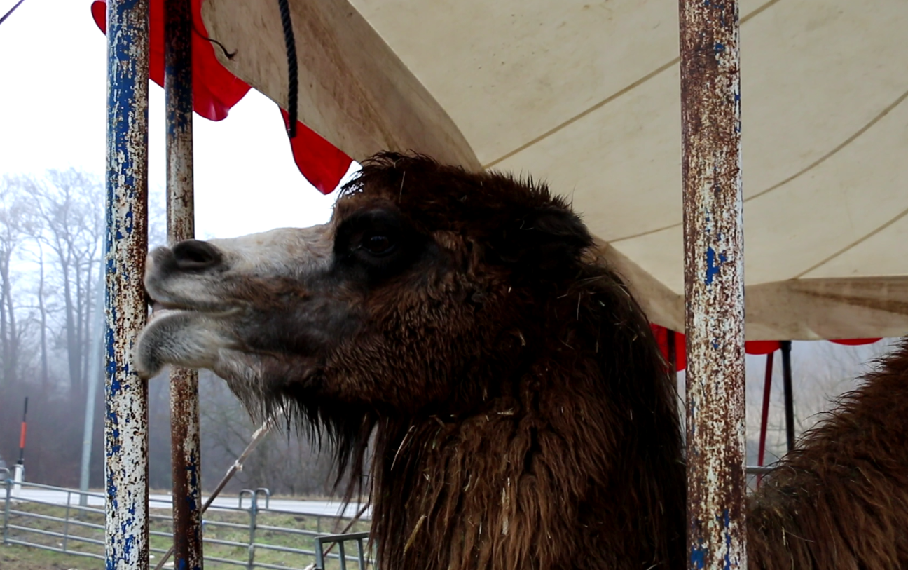 Laut dem VGT sollen die Tiere verhaltensauffällig sein.