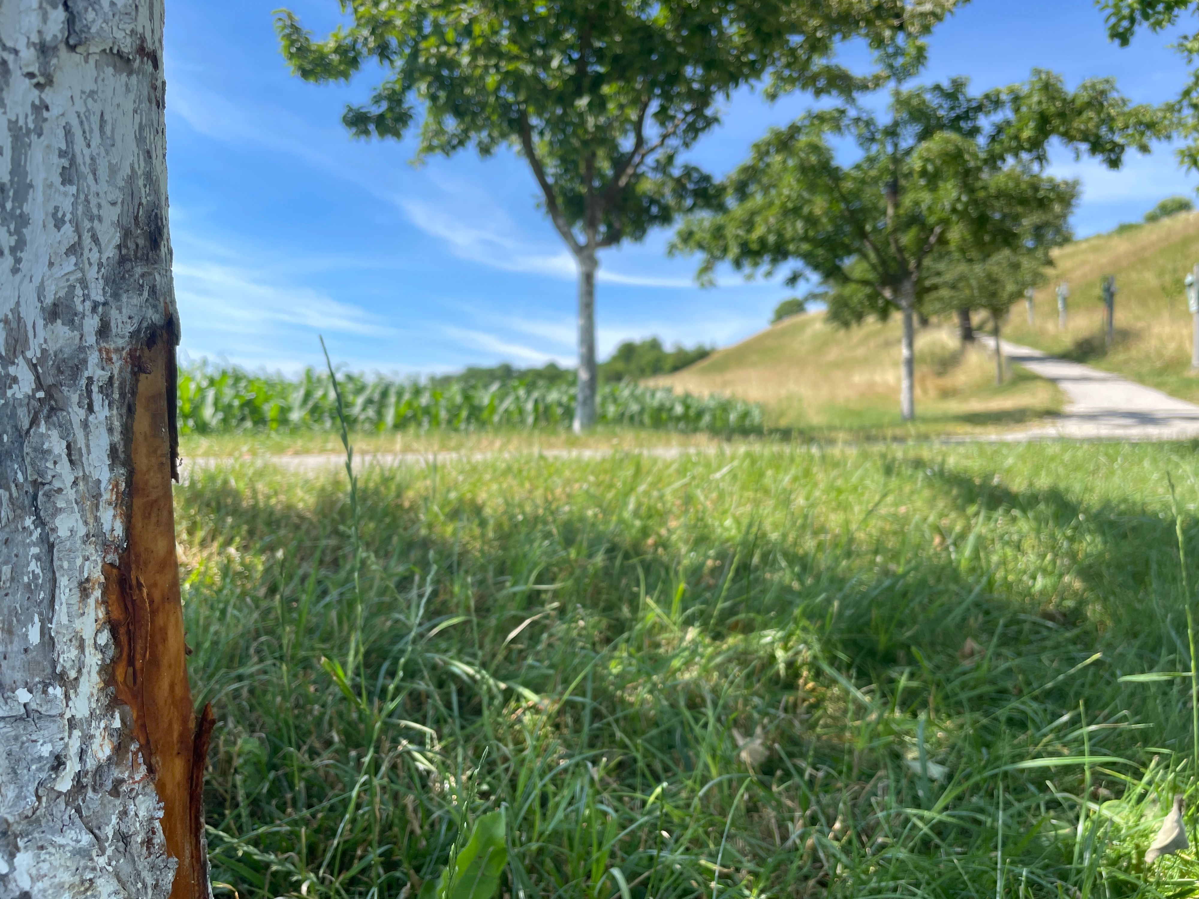 Gegen diesen Baum prallte der 12-Jährige mit voller Wucht.