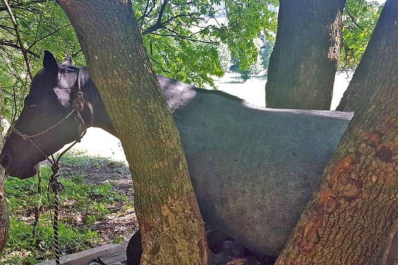 Das Pferd konnte sich nicht mehr befreien.