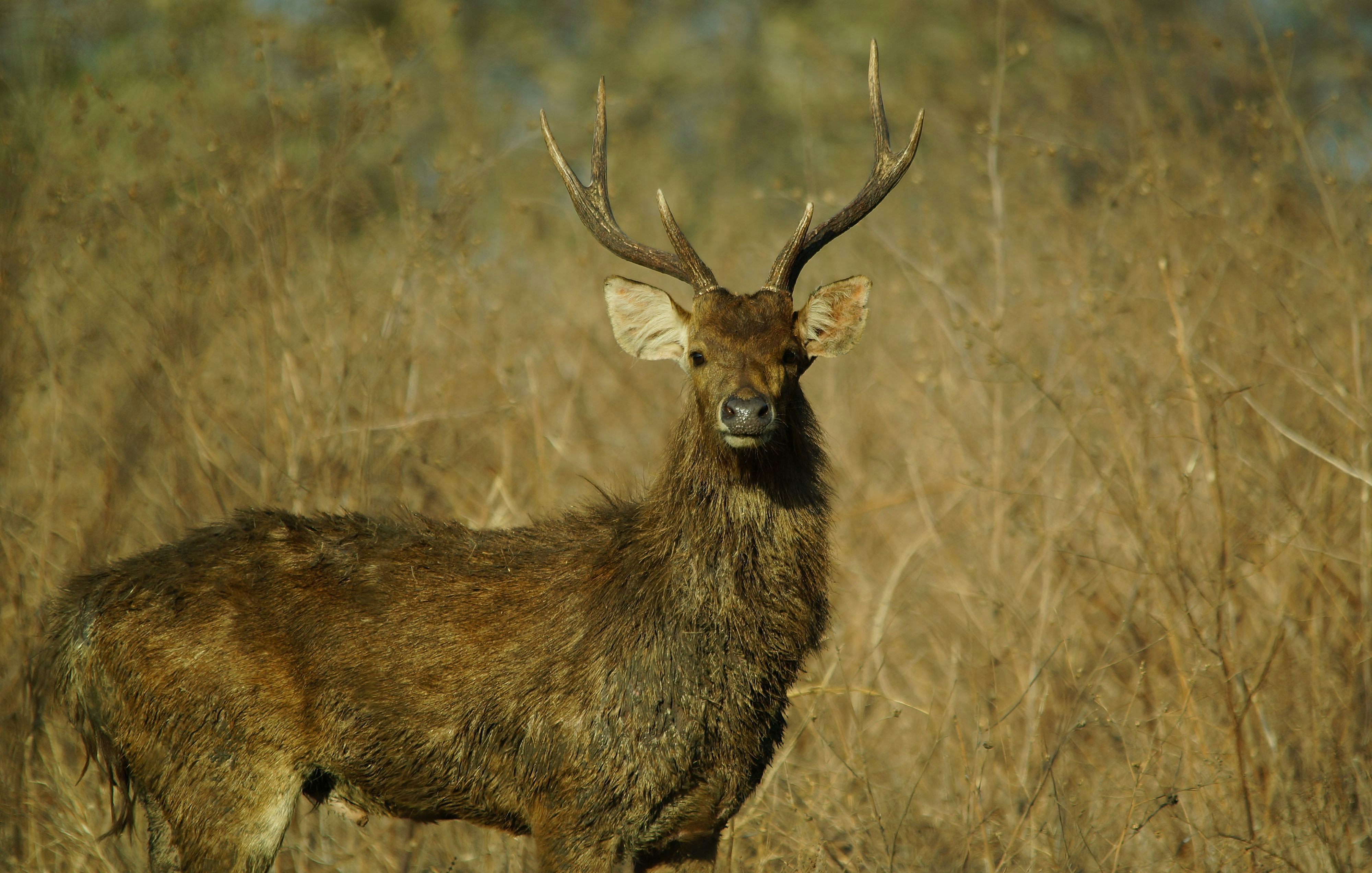 The Javan rusa or Sunda sambar (Rusa timorensis) is a deer species that is endemic to the islands of Java, Bali and Timor (including Timor Leste) in Indonesia.